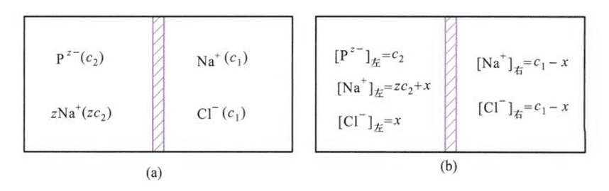 14.4 膜平衡前后的离子浓度