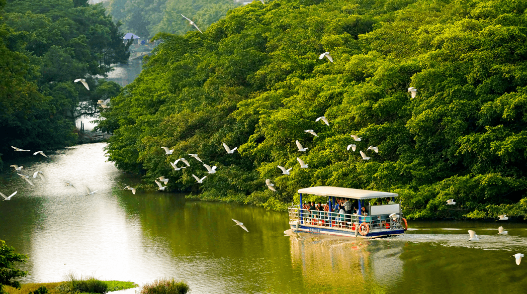 广东新会小鸟天堂国家湿地公园