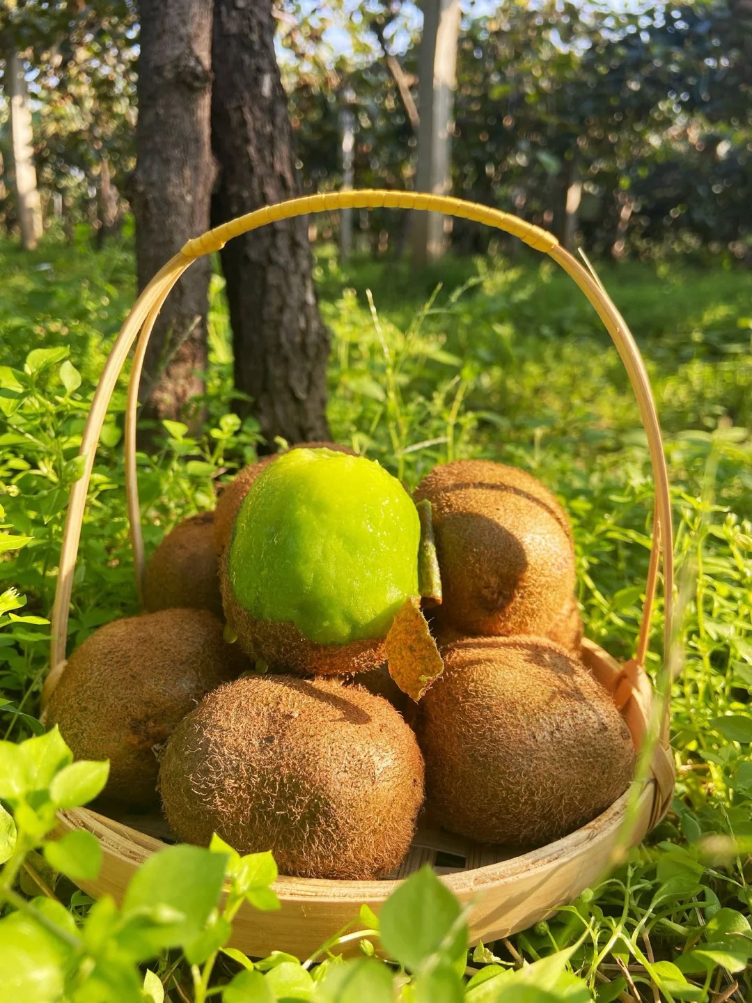 周至猕猴桃种植基地