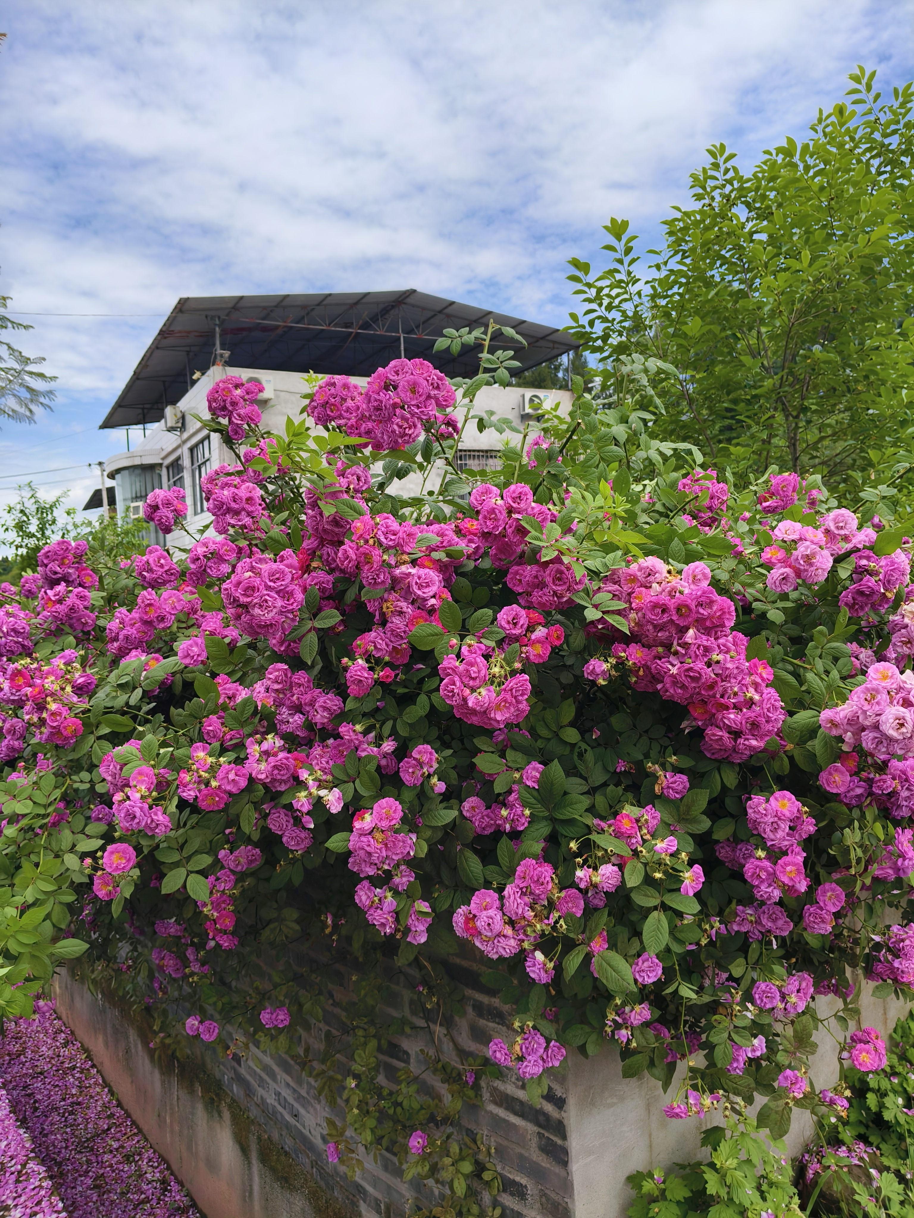 路过别人家的春天，直接被美晕